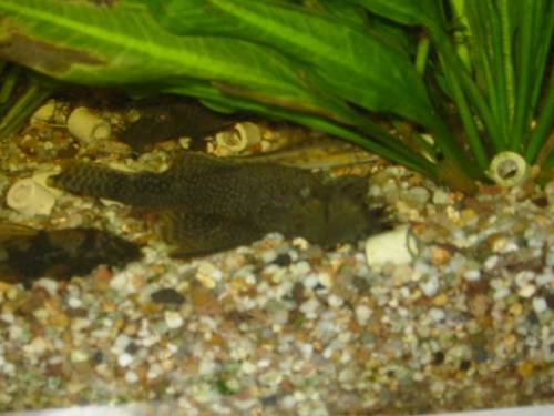 verkaufe verschiedene grosse antennenwelse