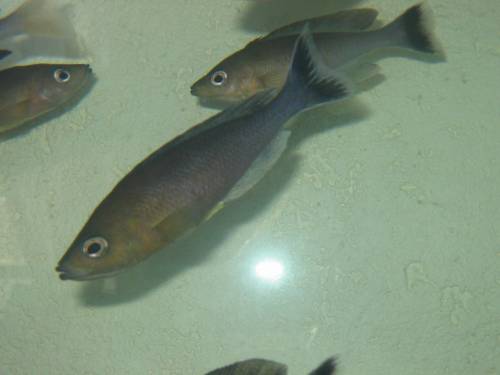 cyprichromis leptosoma moliro