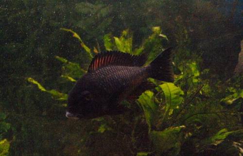 tropheus moori moliro