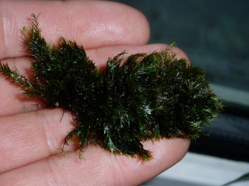 Fissidens Fontanus Phönix Moos - Feines Aquarienmoos Für Garnelen Und Aquascaping