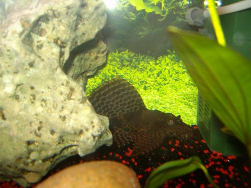 wabenschilderwels ca cm zu verkaufen