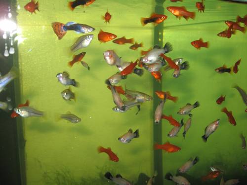 guppys schwerttr�ger gr�n rot berliner drachen platys