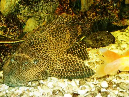 biete wabenschilderwels l ca cm