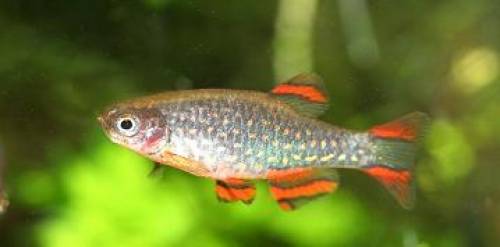 perlhuhnb�rbling galaxybarbe