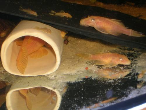 l ancistrus gelb schwarzauge