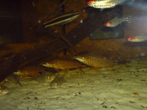  wf dianema urostriatum schwanzstreifen schwielenwels 