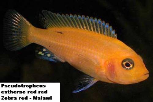 malawis abzugeben zebra red yellows und auratus