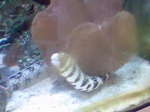 sternfleckenmur�ne dr�ckerfisch