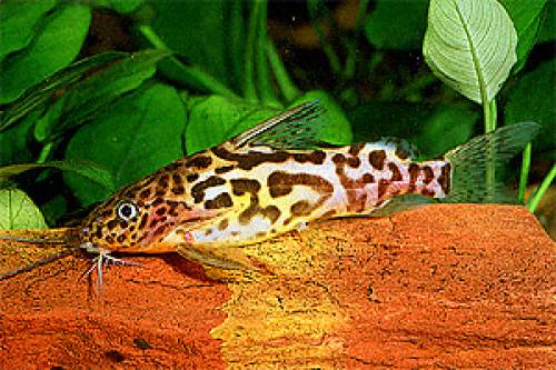 marmorierter fiederbartwels synodontis schoutedeni
