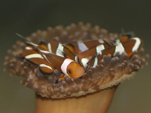 clownfische eigene nachzucht