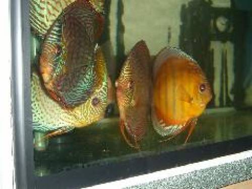 verkaufe junge diskus fische