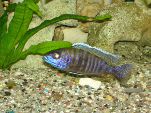 wundersch�ne afrikanische buntbarsche abzugeben