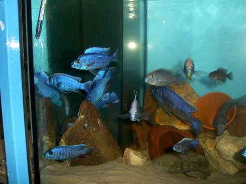 malawibuntbarsche aus hobbyzucht