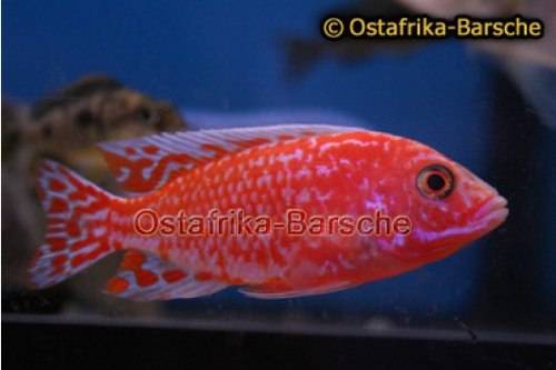 malawi buntbarsche aus hobbyzucht in bochum