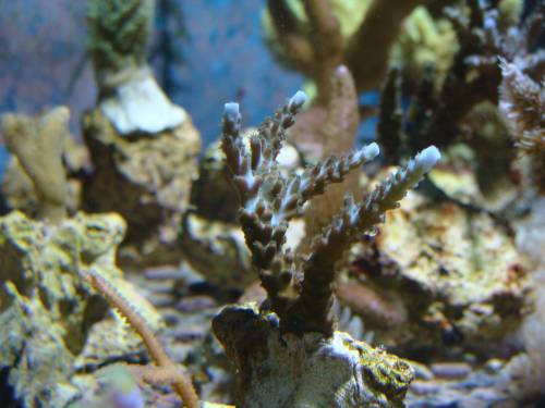 acropora ableger