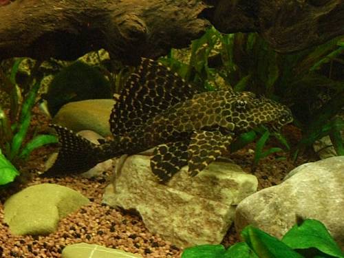 segelflossen schilderwels