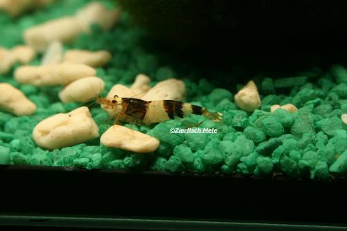 garnelen japanqualit�t