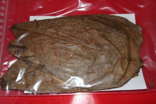 seemandelbaumbl�tter