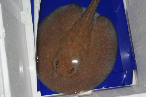 potamotrygon castexi motelo