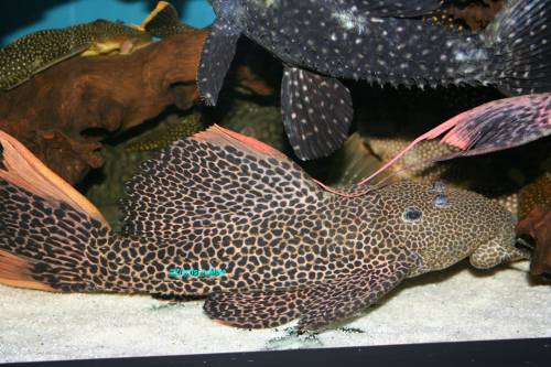 l pseudacanthicus leopardus