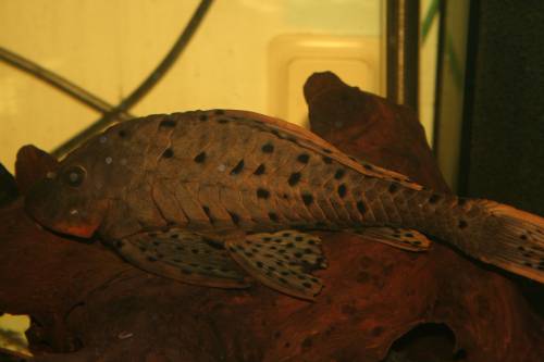 l pseudorinelepis sp