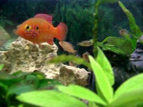 hemichromis lifalili lifalilis buntbarsch