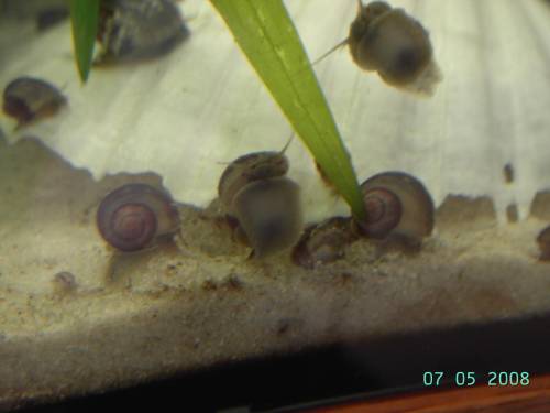 lila gestreifte apfelschnecken