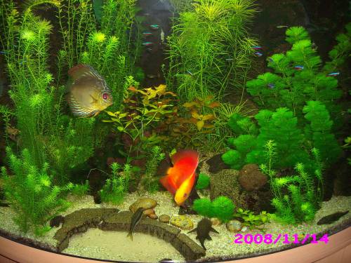 red melon zu verkaufen