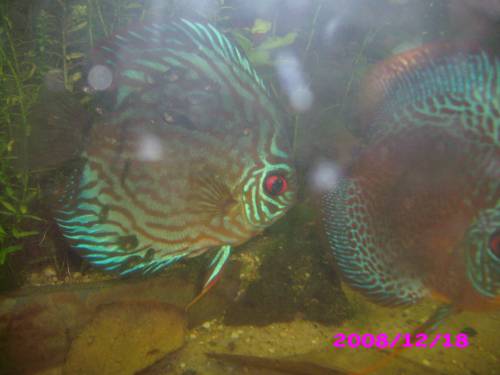 kleine diskuse zu verkaufen