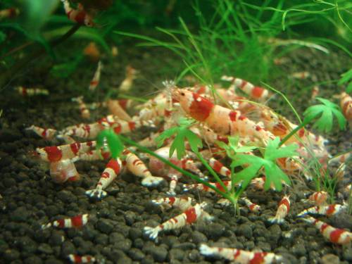 @@@@ traumhafte red bee @@@@@