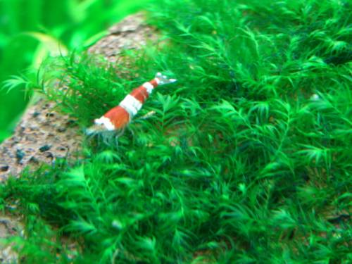 @@@@ moose moospaket@@@