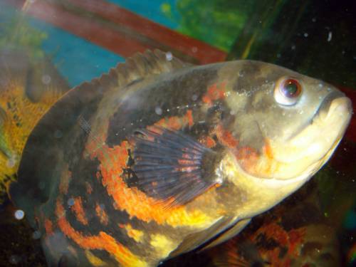 kompletter beckenbestand pfauenaugenbuntbarsch ect