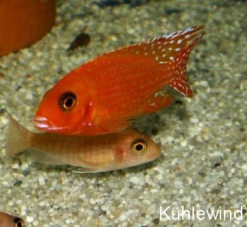 kaiserbuntbarsche fire fish u weitere malawis