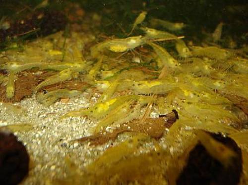 yellow fire garnelen