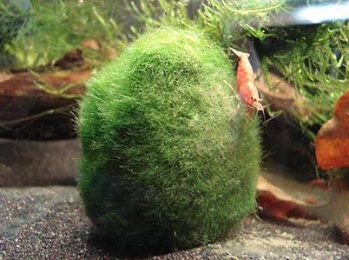 sehr sch�ne mooskugeln f�r ihr aquarium
