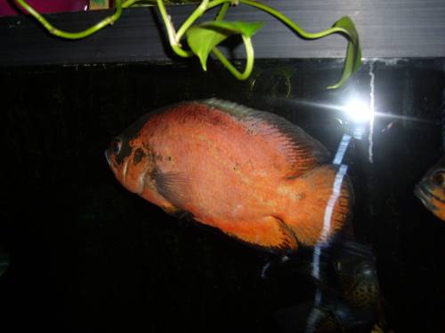 verkaufe buntbarsche