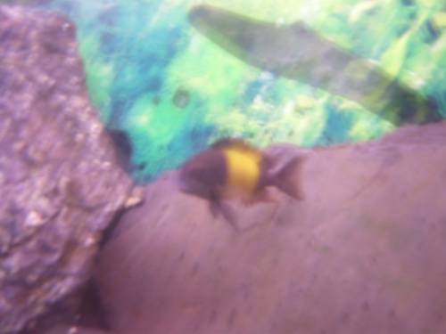 verkaufe tropheus moori ikula