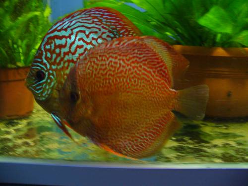 diskus jungfische von hervorragenden spitzeneltern