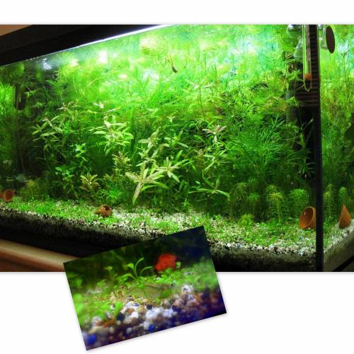 suche kristallrote bienengarnelen