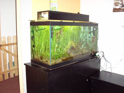 komplett aquarium l mit tropheus