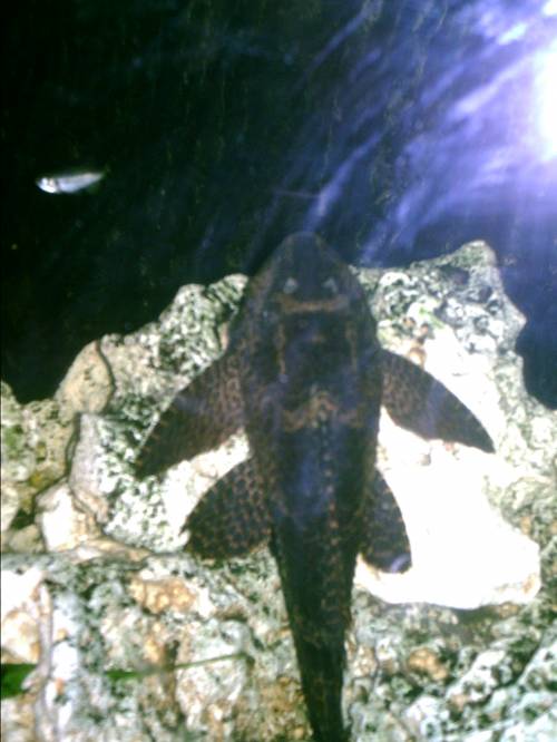 wabenschilderwels ca bis cm abzugeben