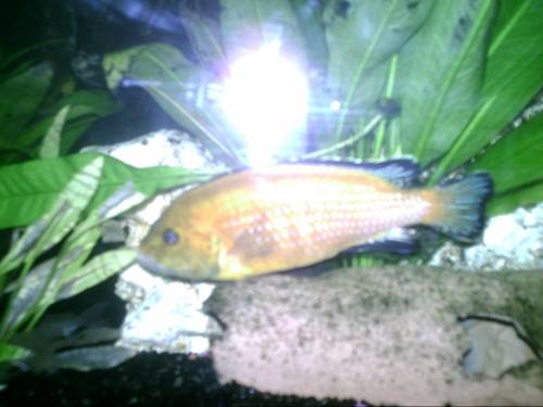 labidochromis caeruleus gesucht