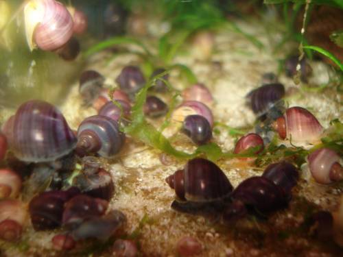 apfelschnecken in lila rosa blau weiss abzugeben