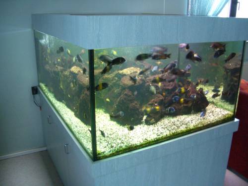 gro�es aquarium