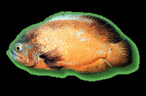 verkaufe pfauen buntbarsche