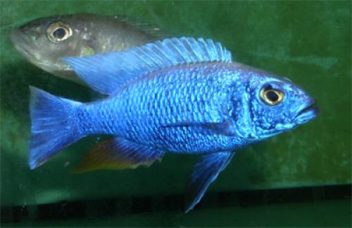  sciaenochromis ahli abzugeben