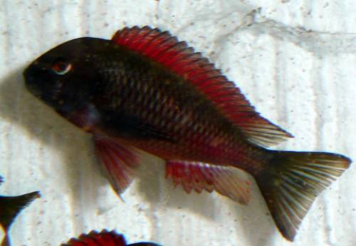 tropheus moorii moliro