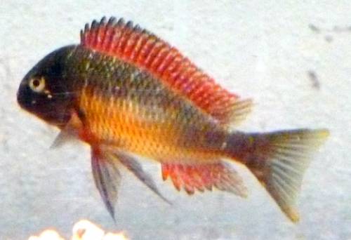 tropheus moorii red rainbow