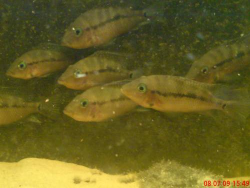 feuermaulbuntbarsche