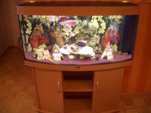 juwel aquarium vision liter mit unterschrank buntbarsche